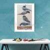 Aves - Imagen 2